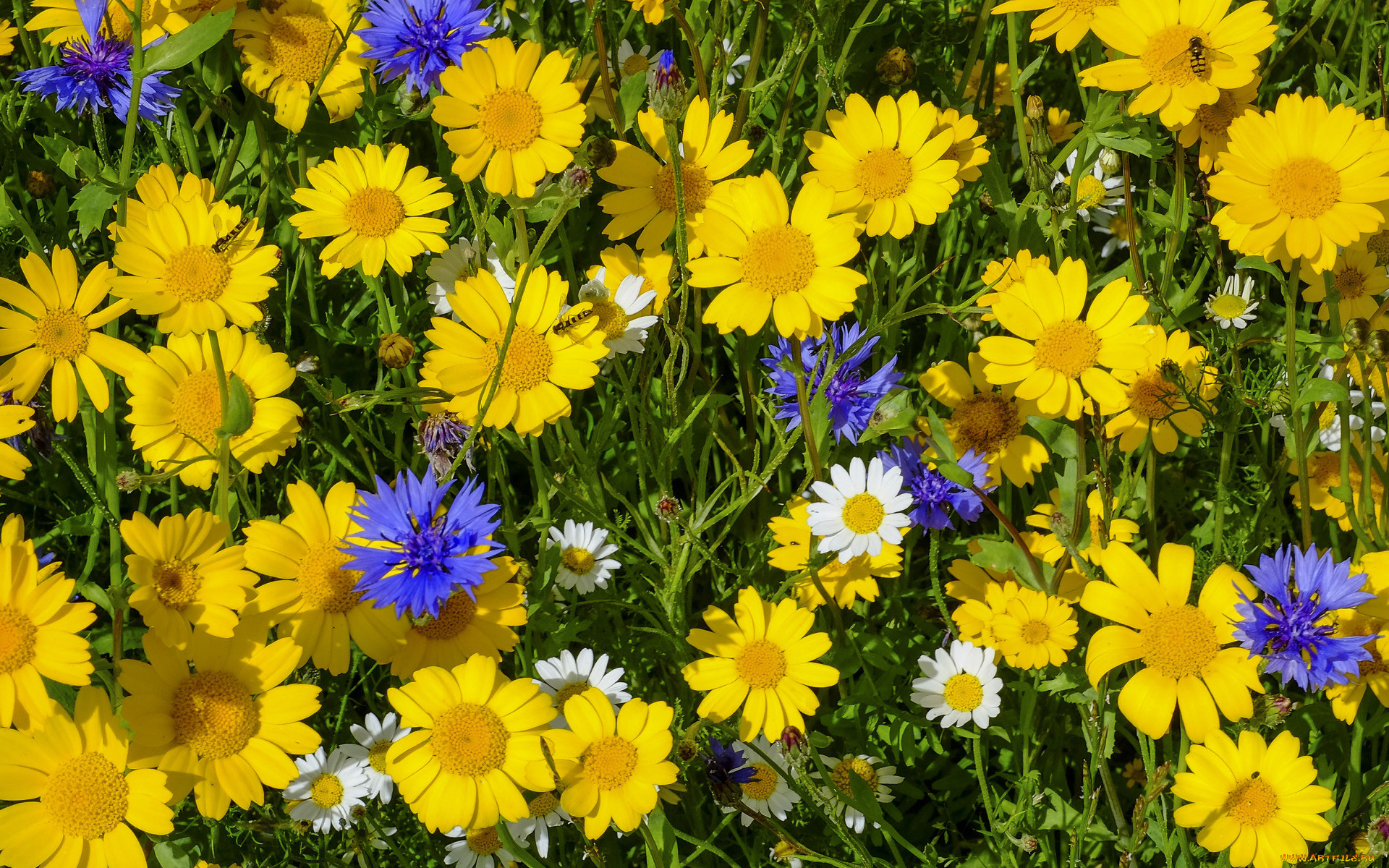 Летние полевые цветы фото и название